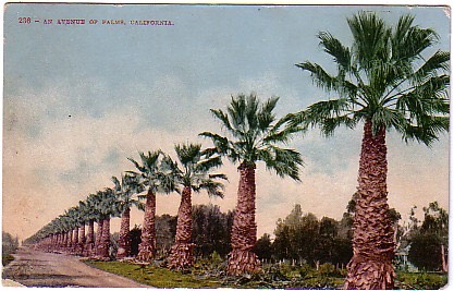 236 An Avenue of Palms