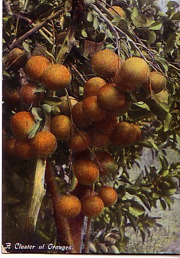 A Cluster of Oranges 1909