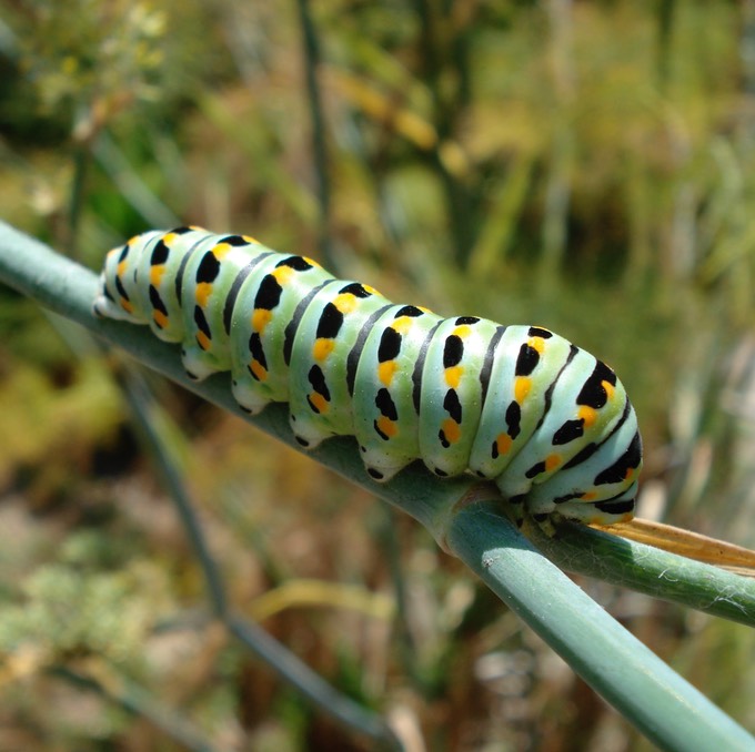caterpillar2
